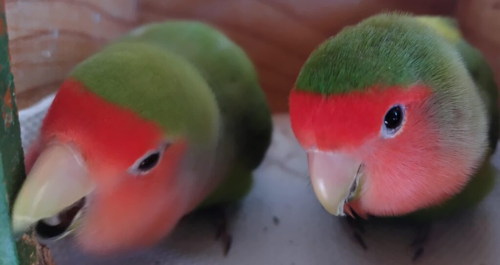 わさびとすだち