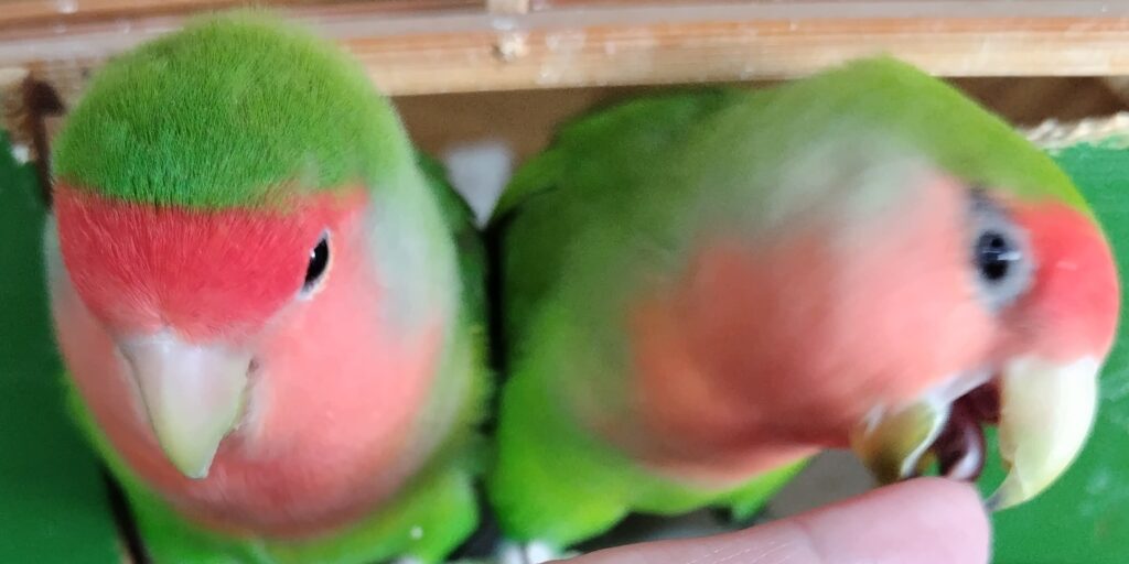 わさびとすだち