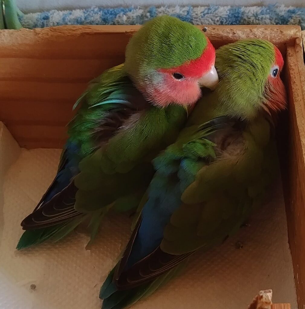 わさびとすだち