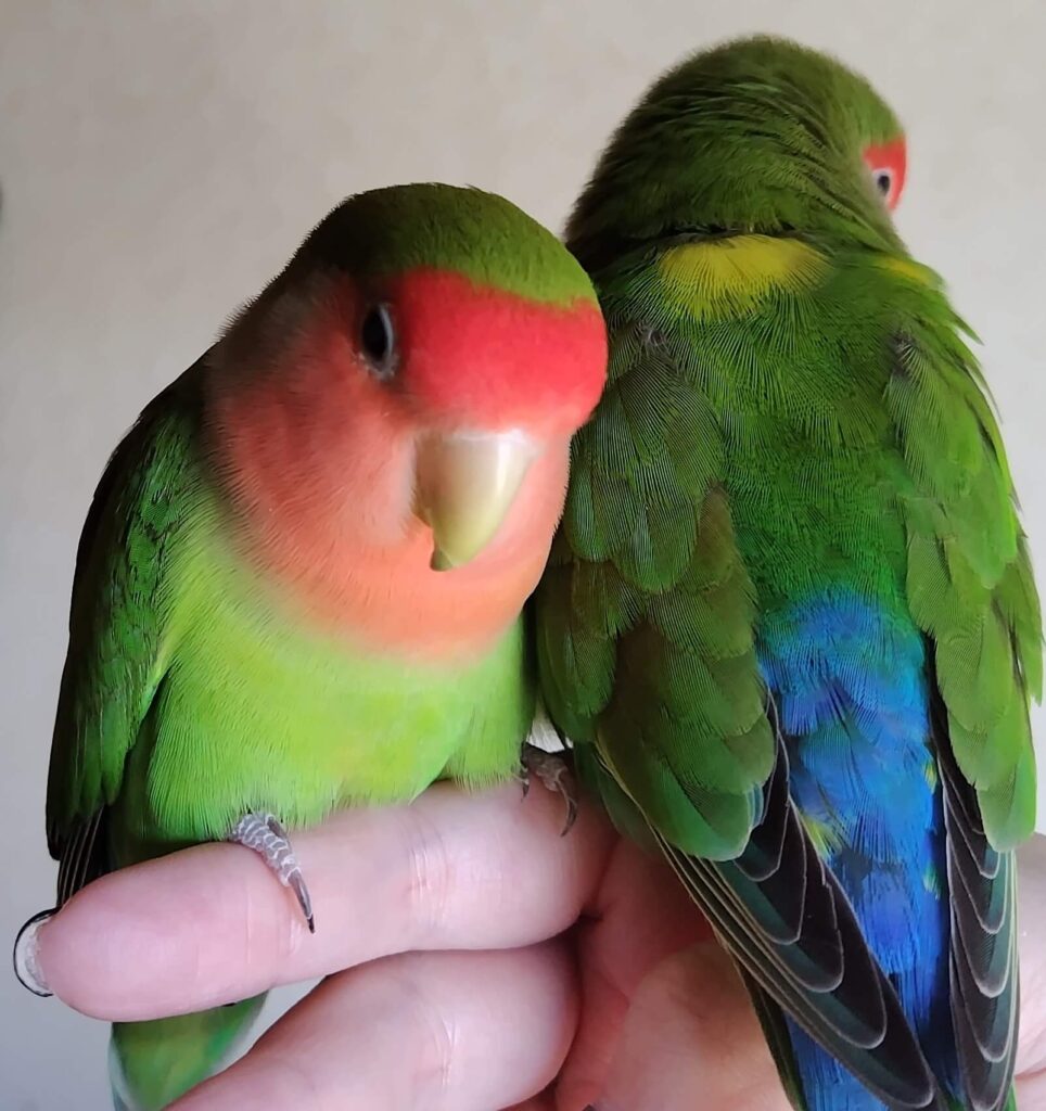 わさびとすだち