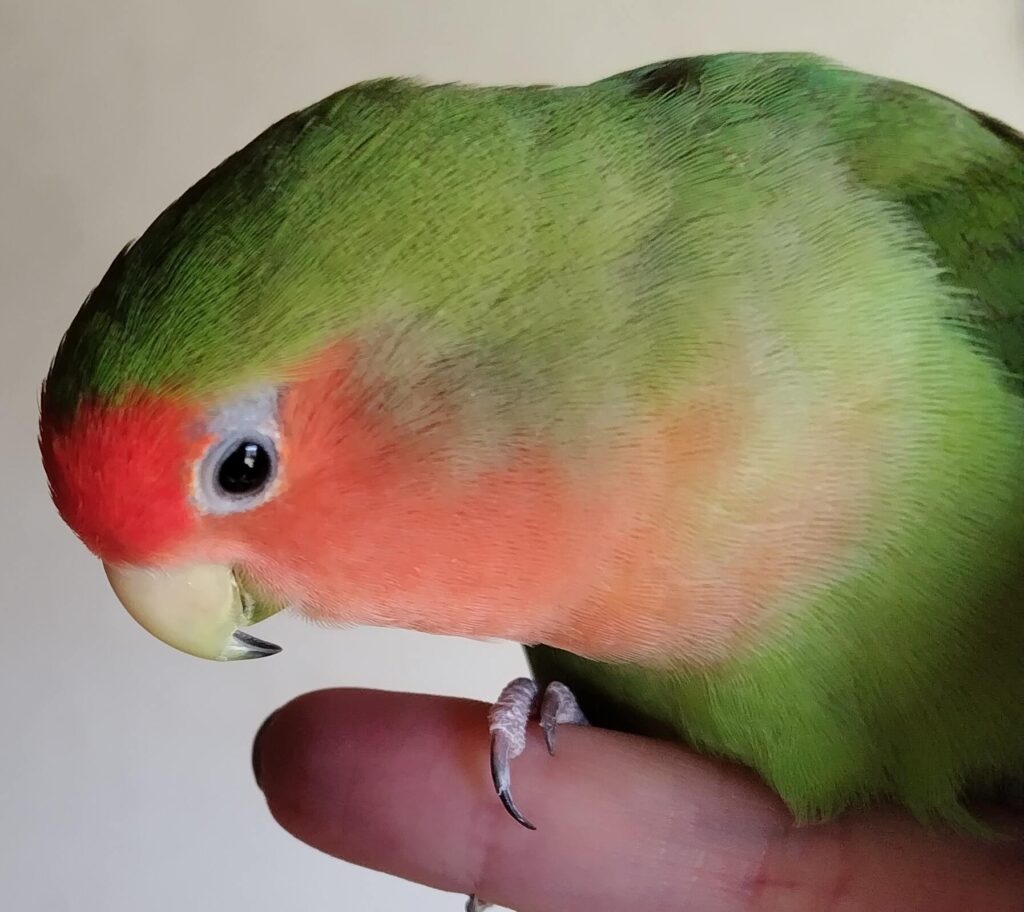 すだち