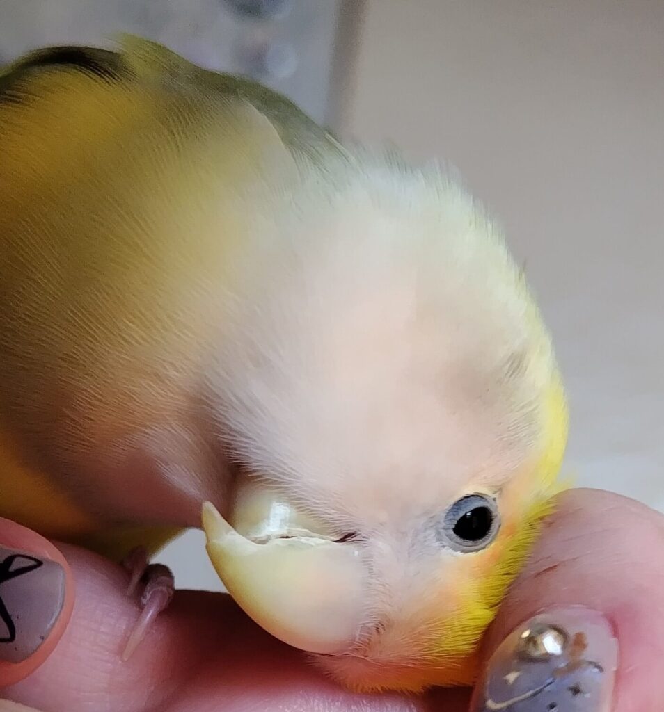 よもぎ