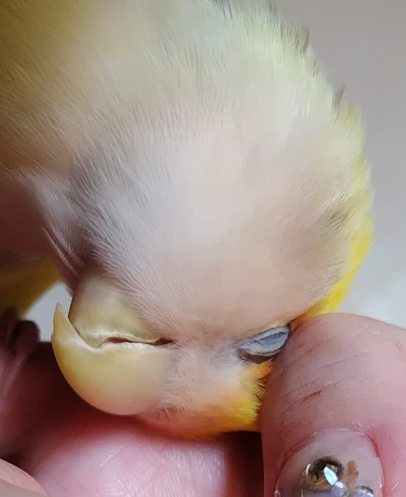 よもぎ