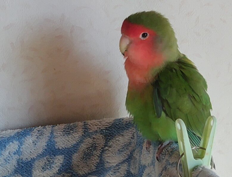わさび