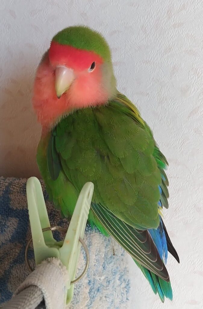 わさび