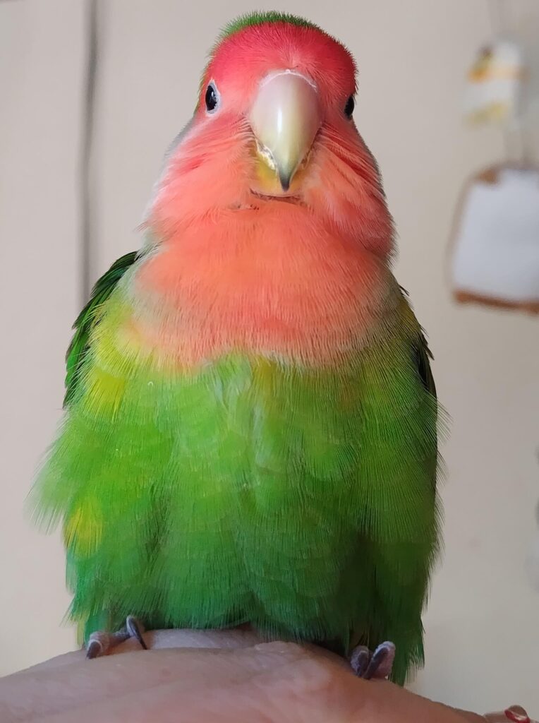 わさび