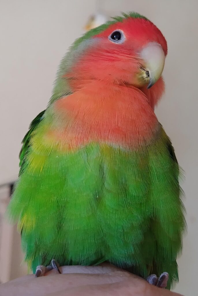 わさび