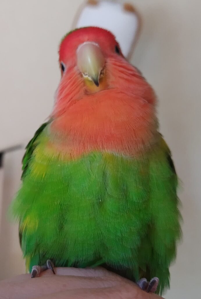わさび