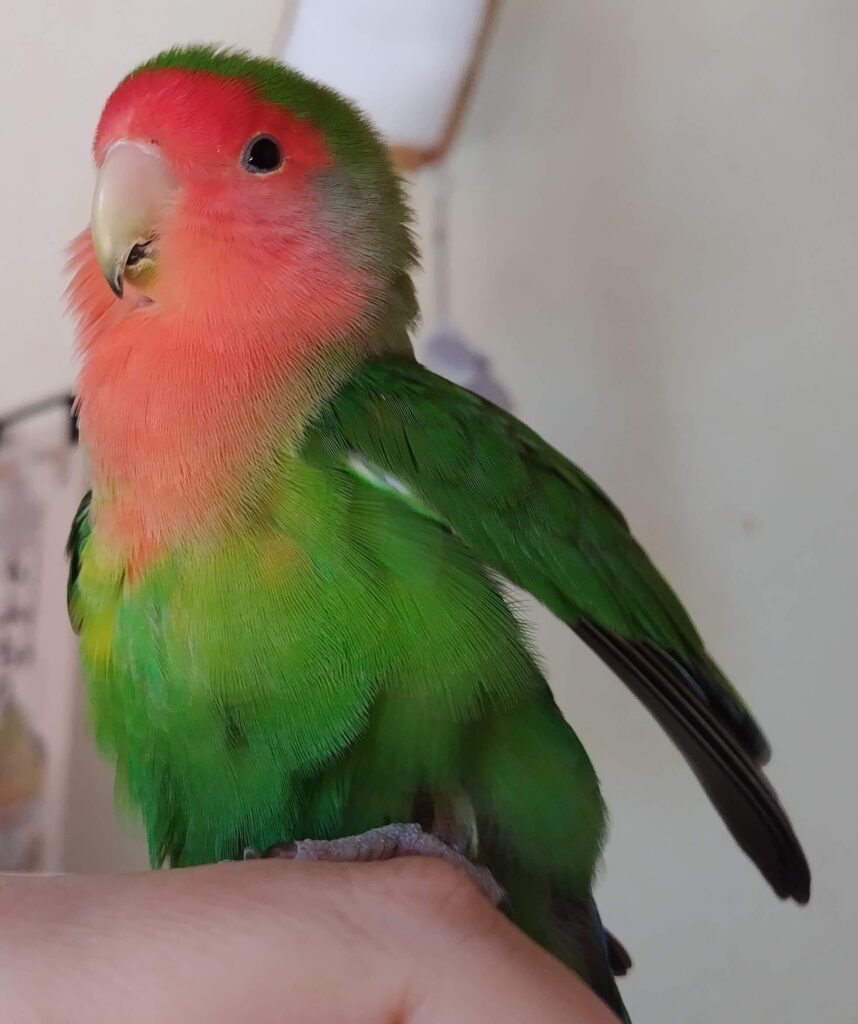 わさび
