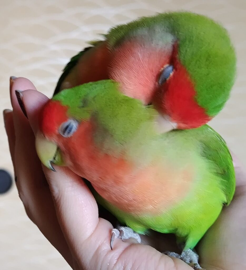 わさびとすだち
