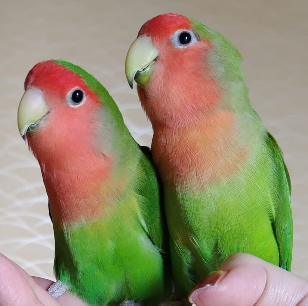 わさびとすだち