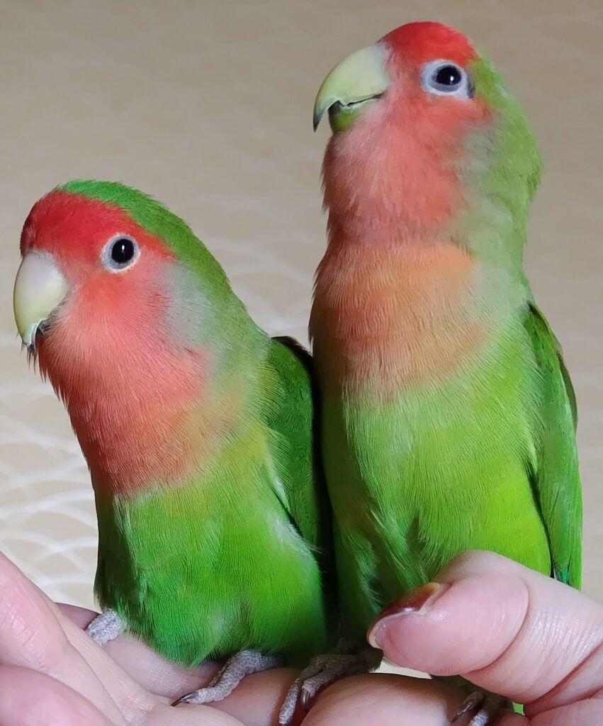 わさびとすだち