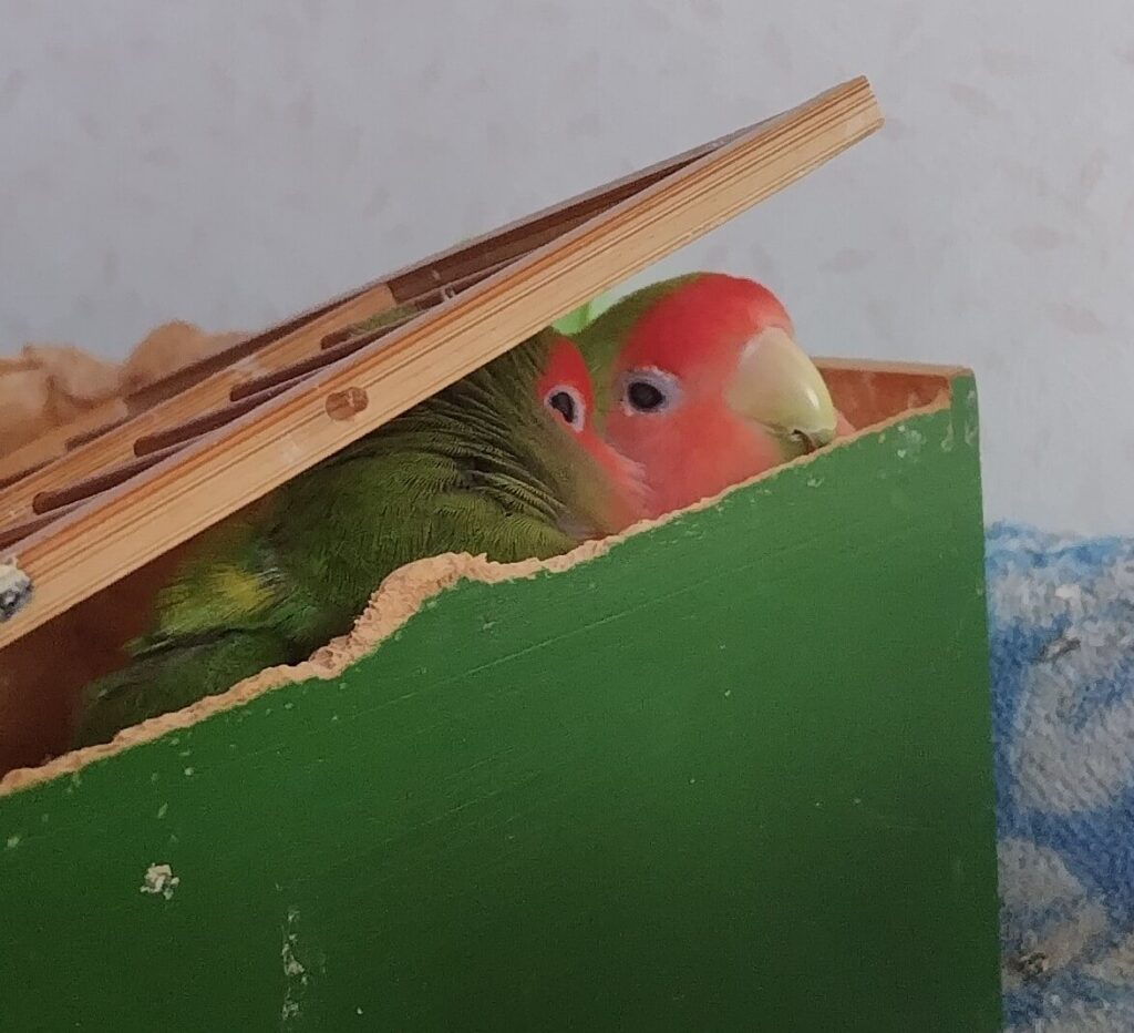 わさびとすだち