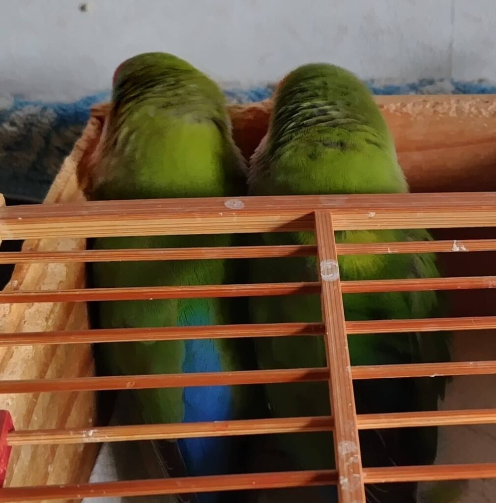 わさびとすだち
