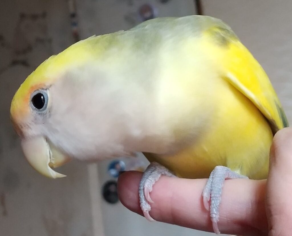 よもぎ