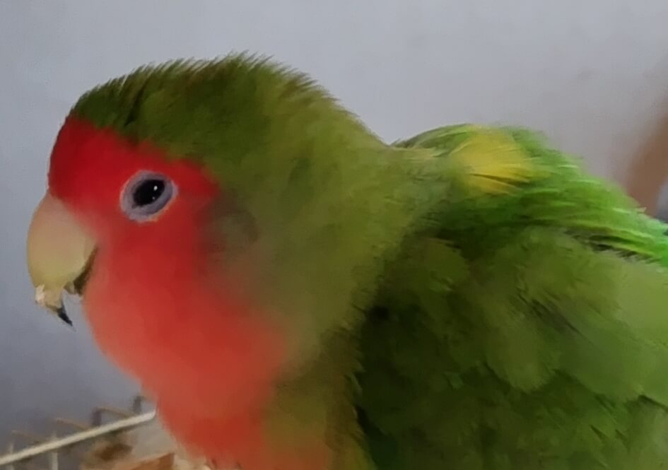 わさび