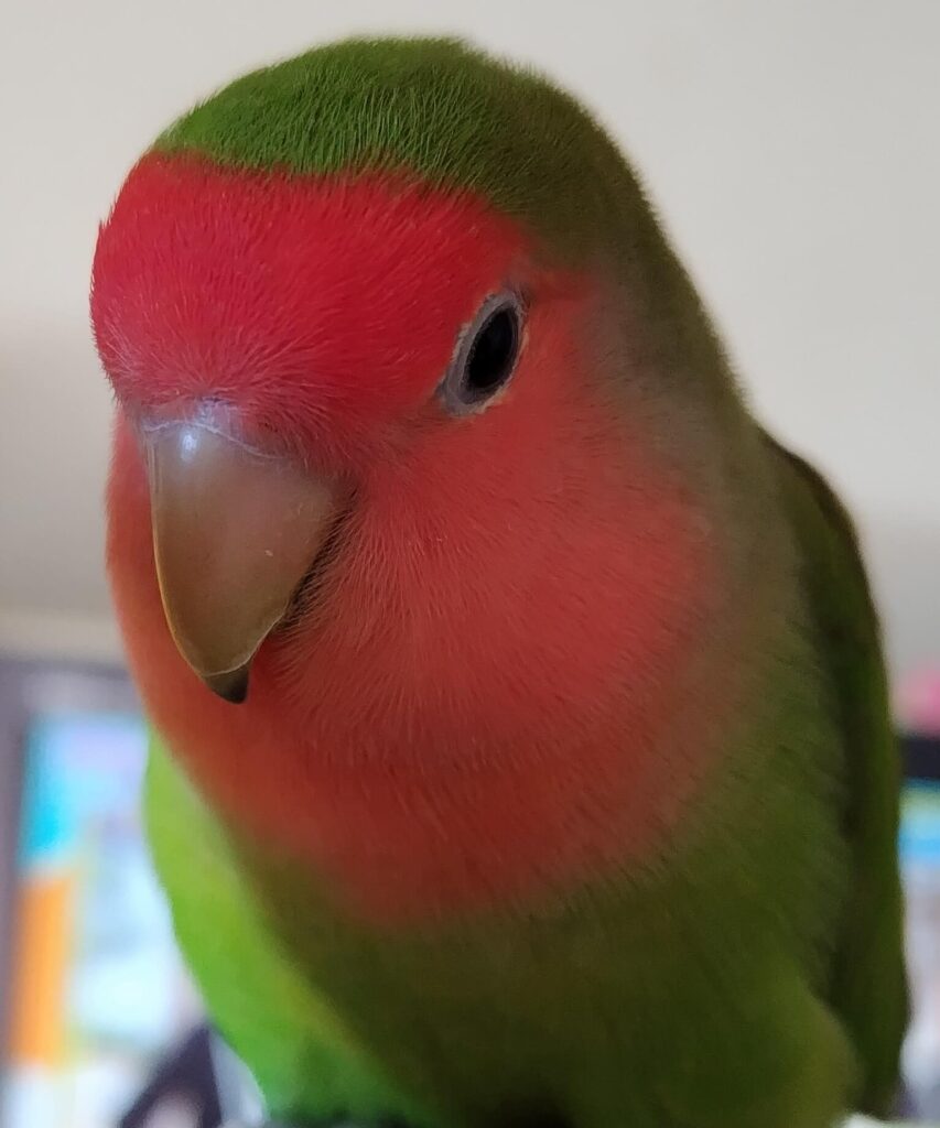 すだち