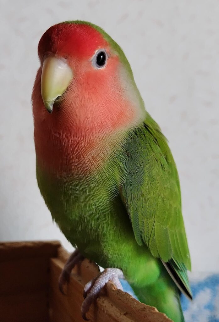 すだち