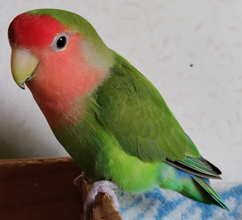 すだち