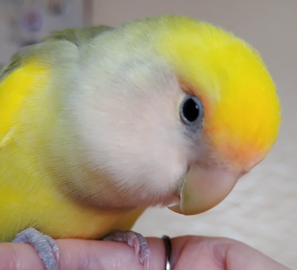 よもぎ