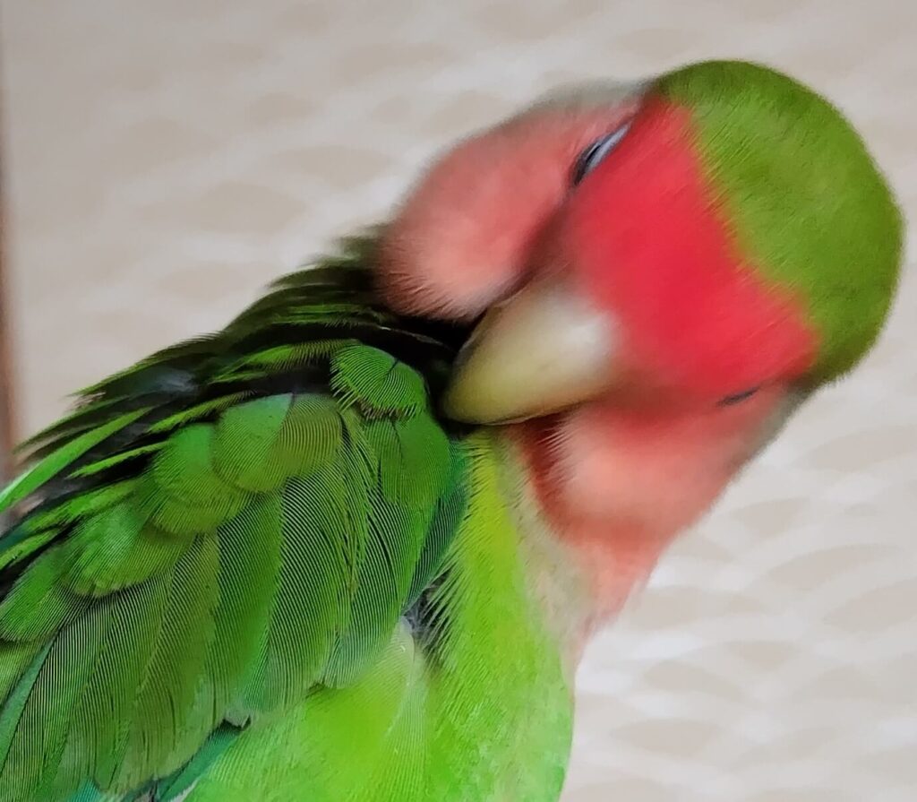 わさび