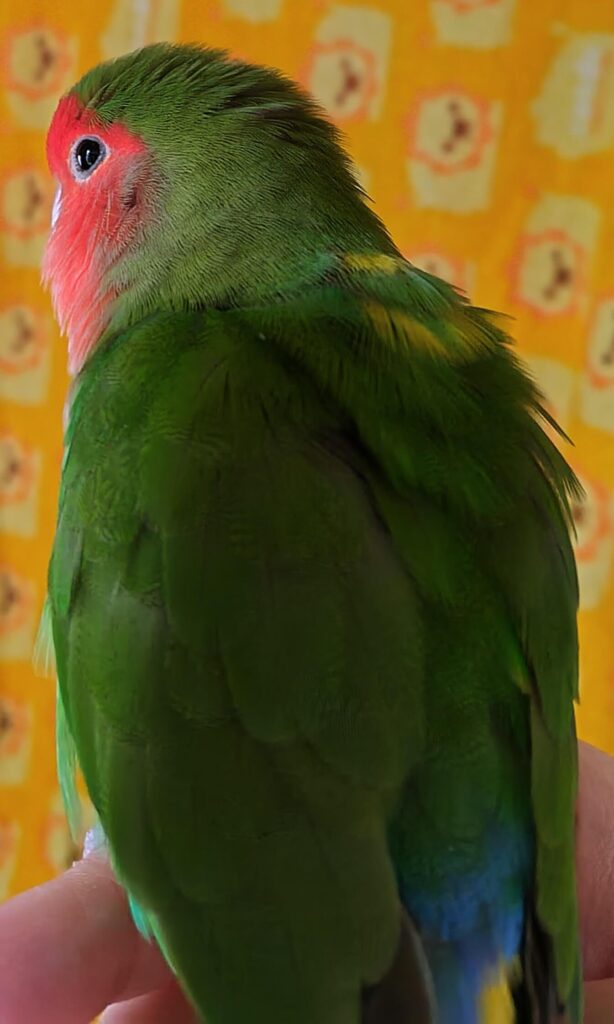 わさび