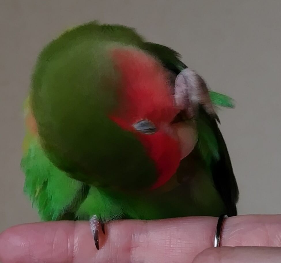 わさび