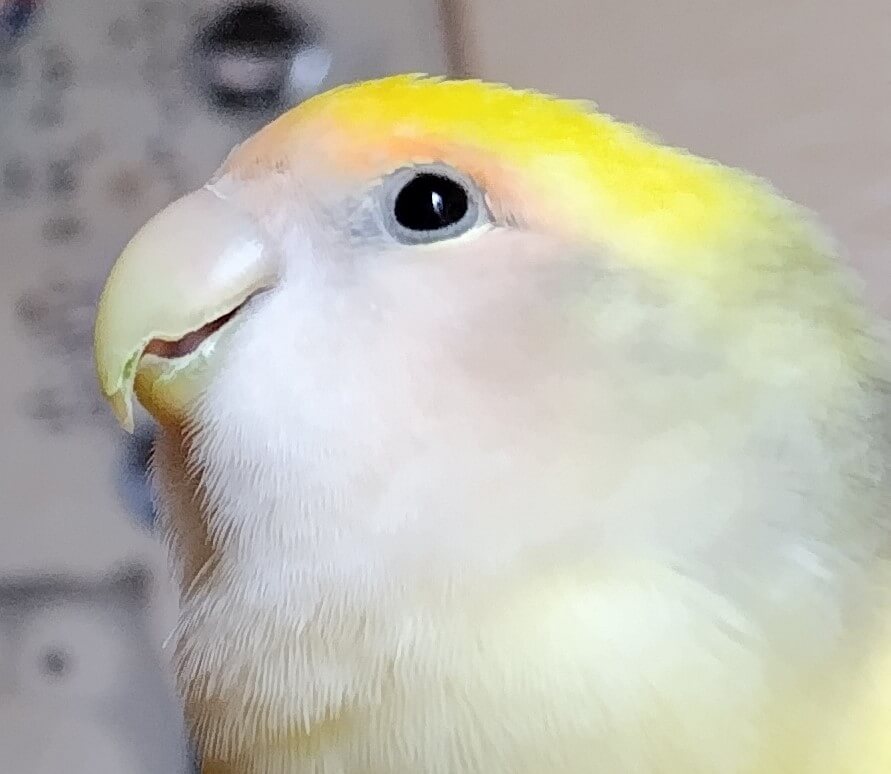 よもぎ