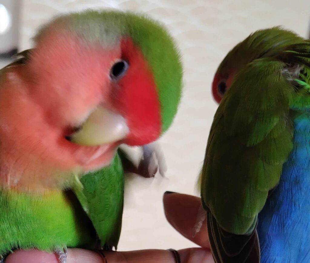 わさびとすだち