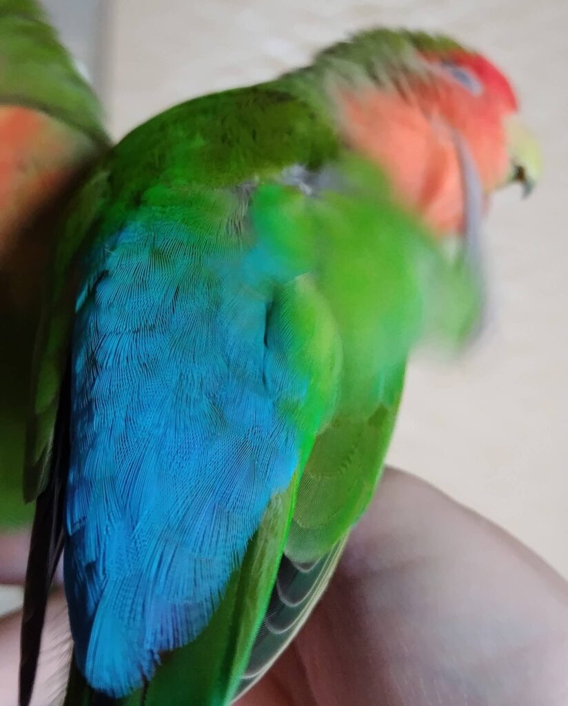 すだち