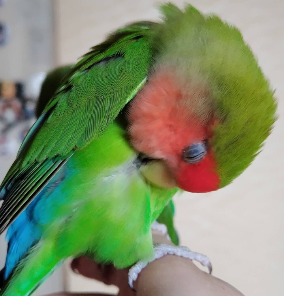 すだち