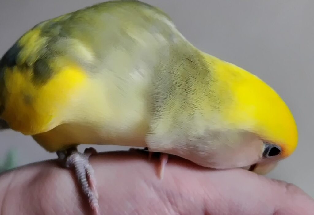 よもぎ