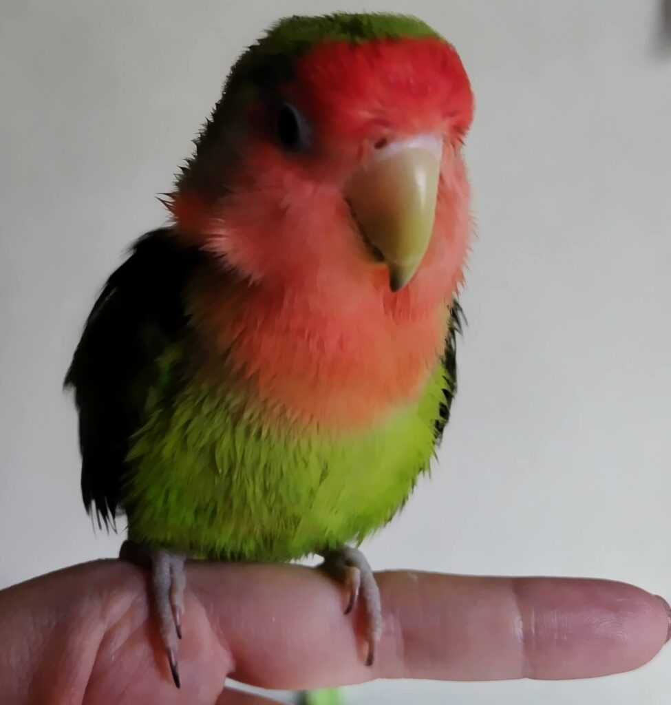 すだち