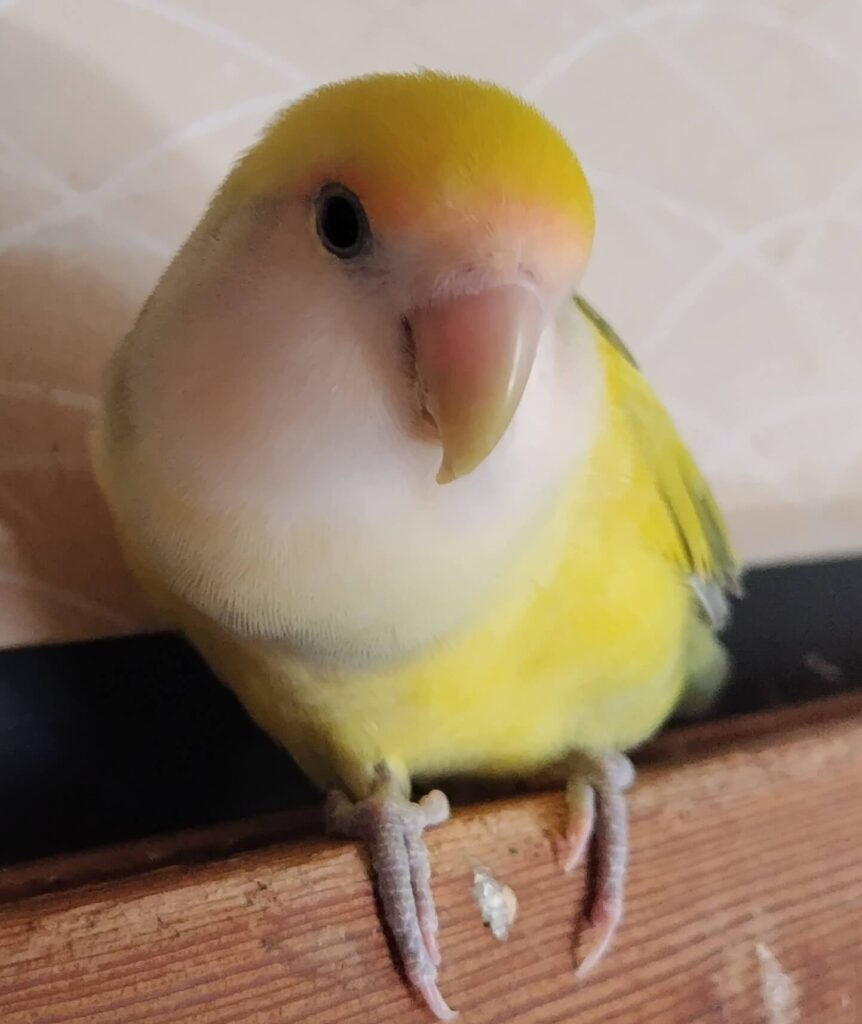 よもぎ