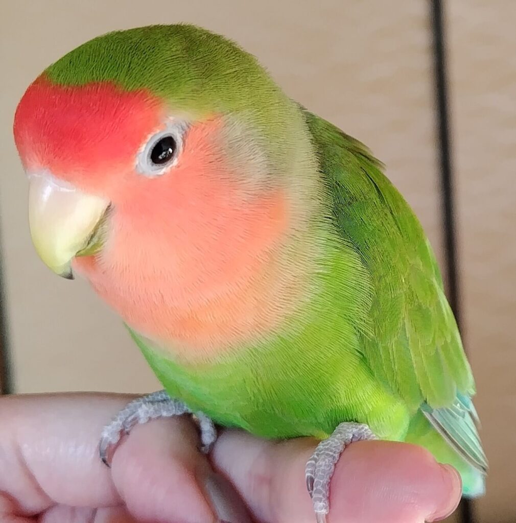 すだち