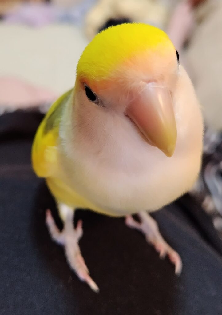 よもぎ