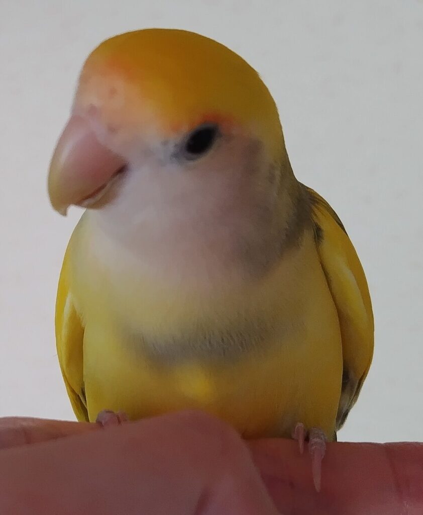 よもぎ