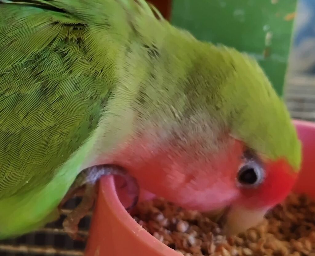 すだち