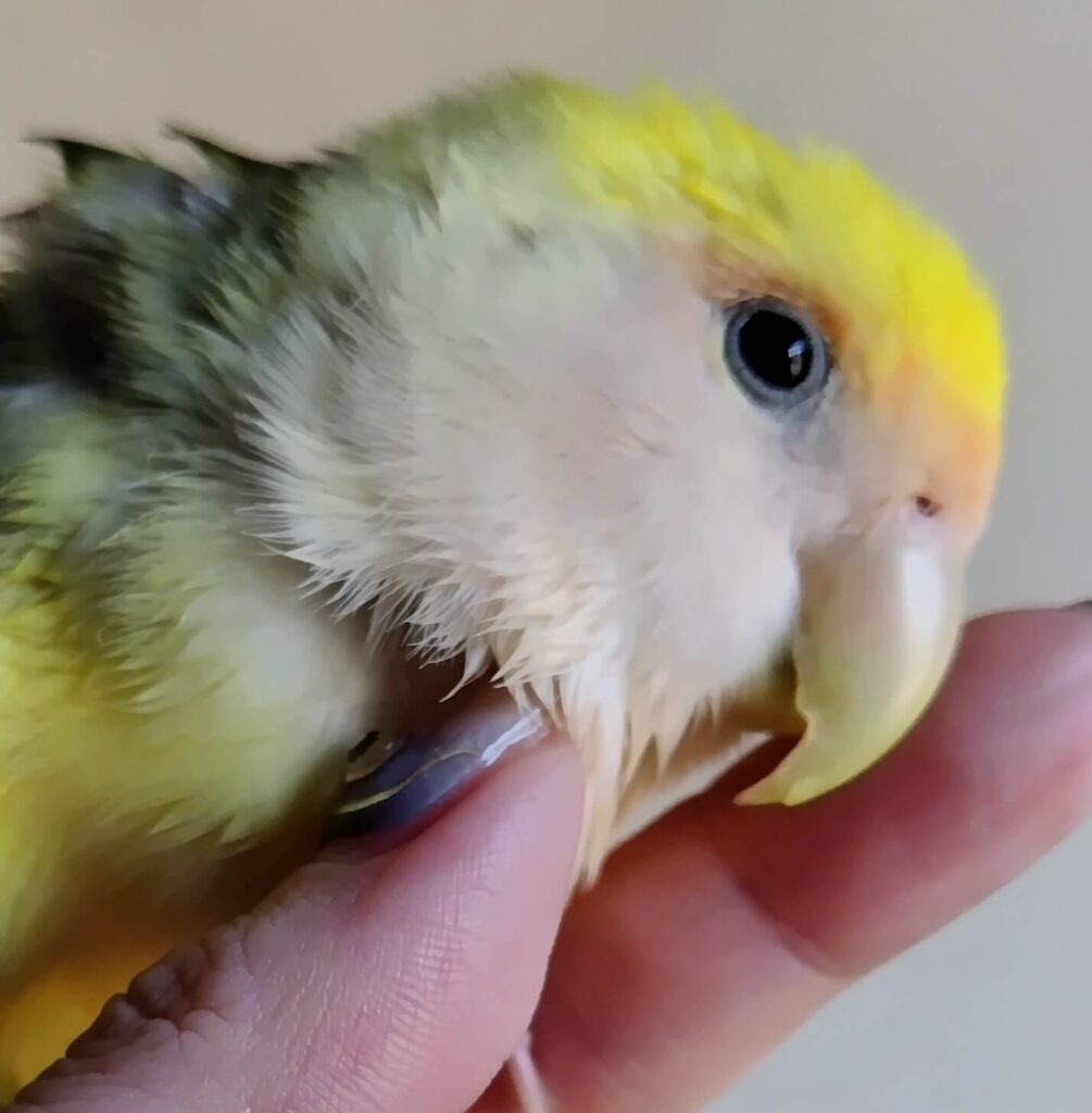 よもぎ