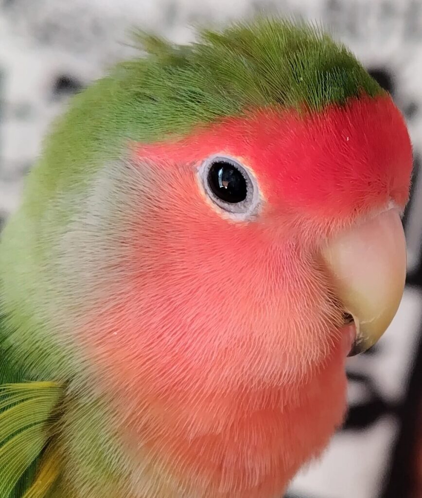 わさび