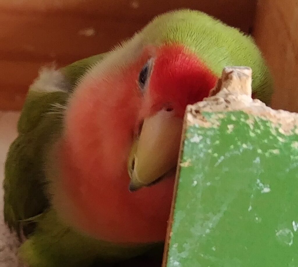 すだち