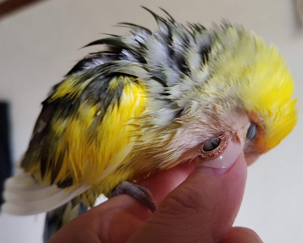 よもぎ
