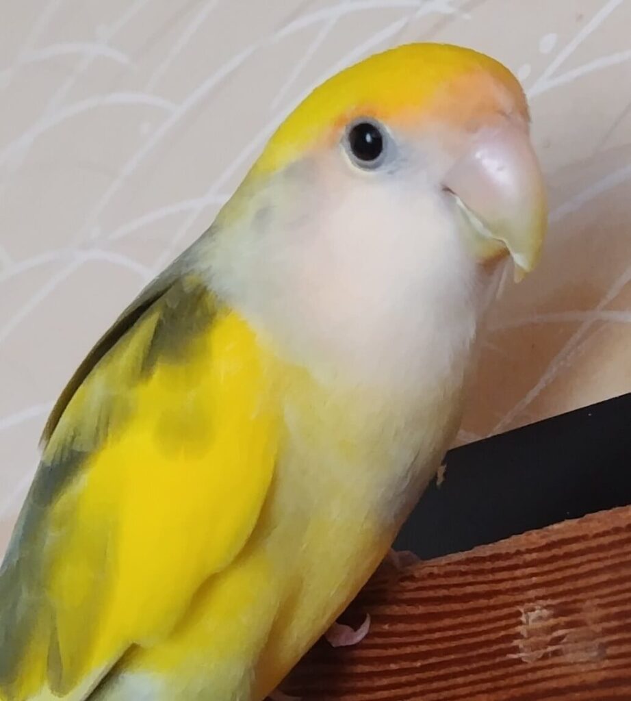 よもぎ