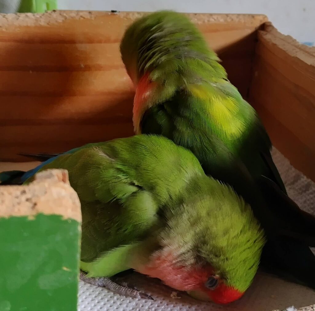 すだちとわさび