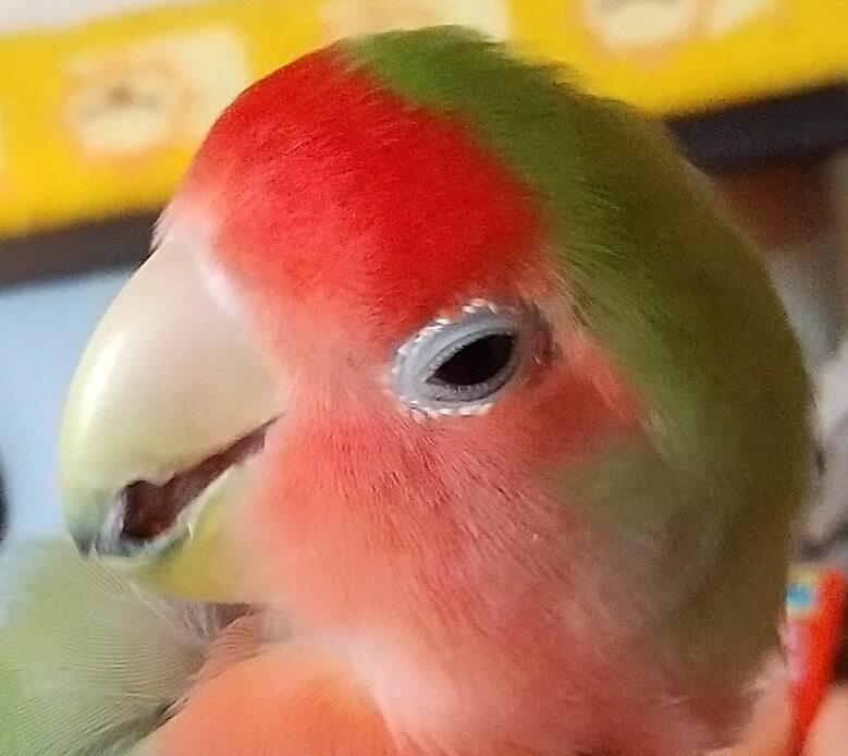 すだち