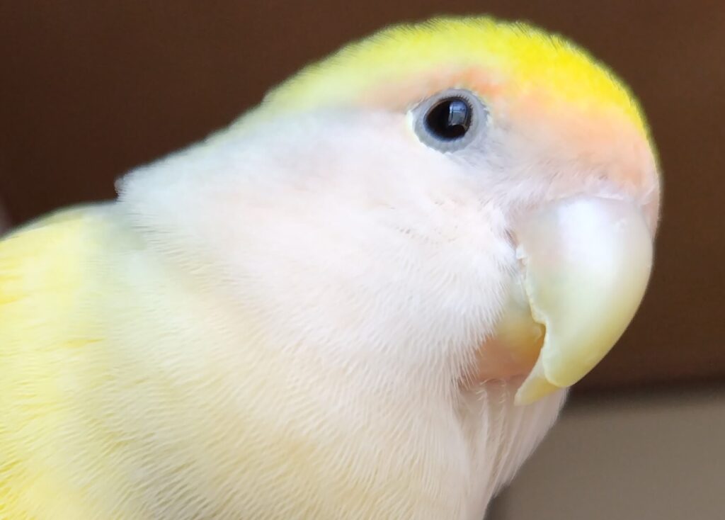 よもぎ