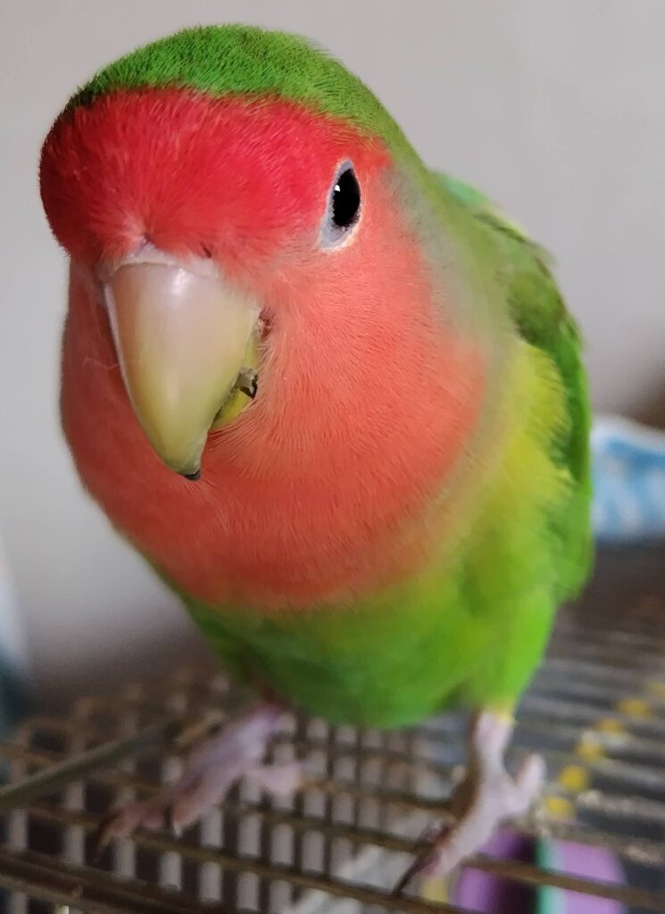 わさび
