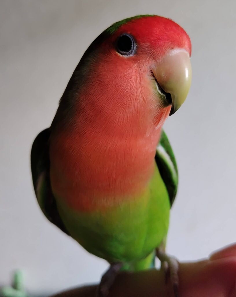 わさび