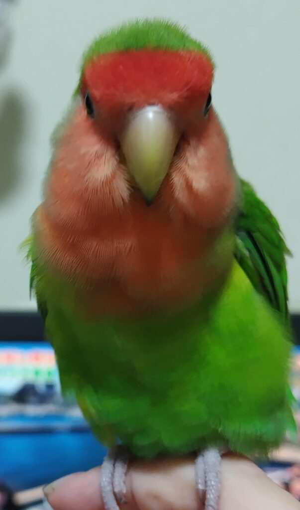 わさび