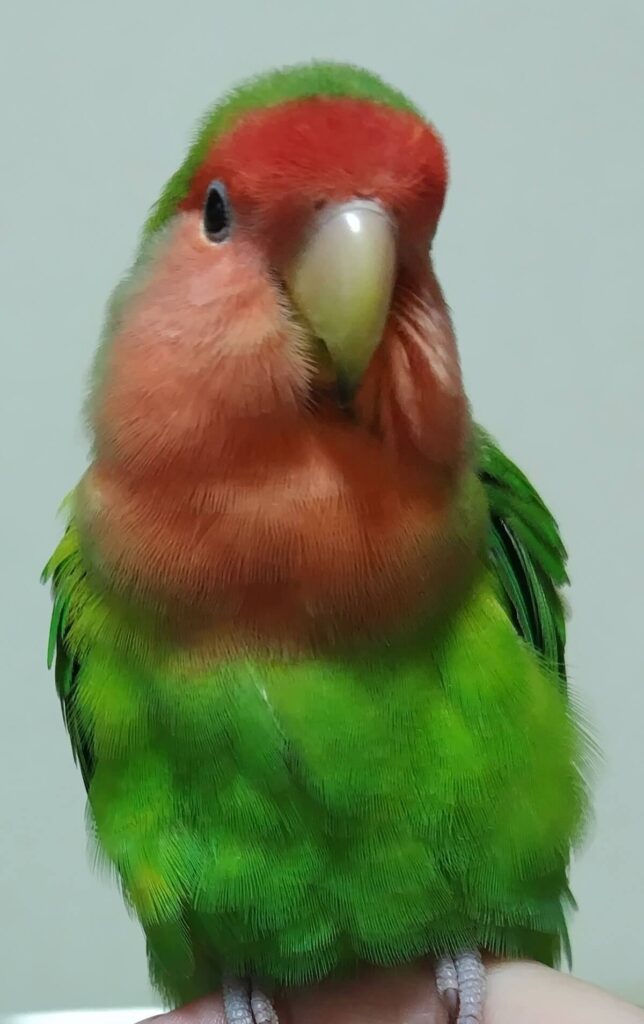わさび